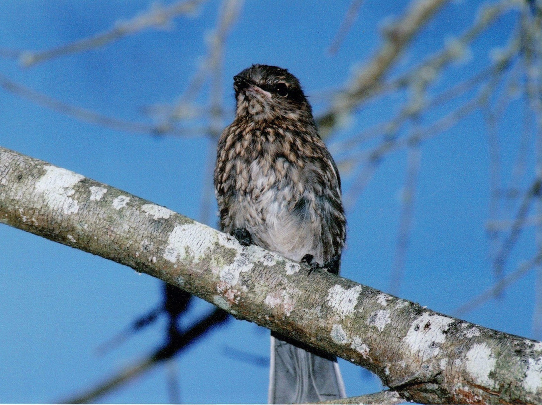 Grassy旅游景点-King Island Nature Reserve