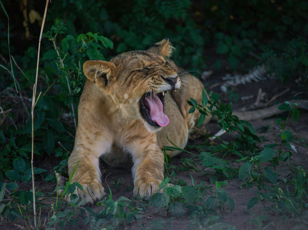 The Safari Vibes-坎帕拉必去景点