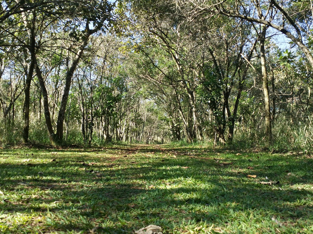 Parque Estadual Mata dos Godoy-Londrina必去景点