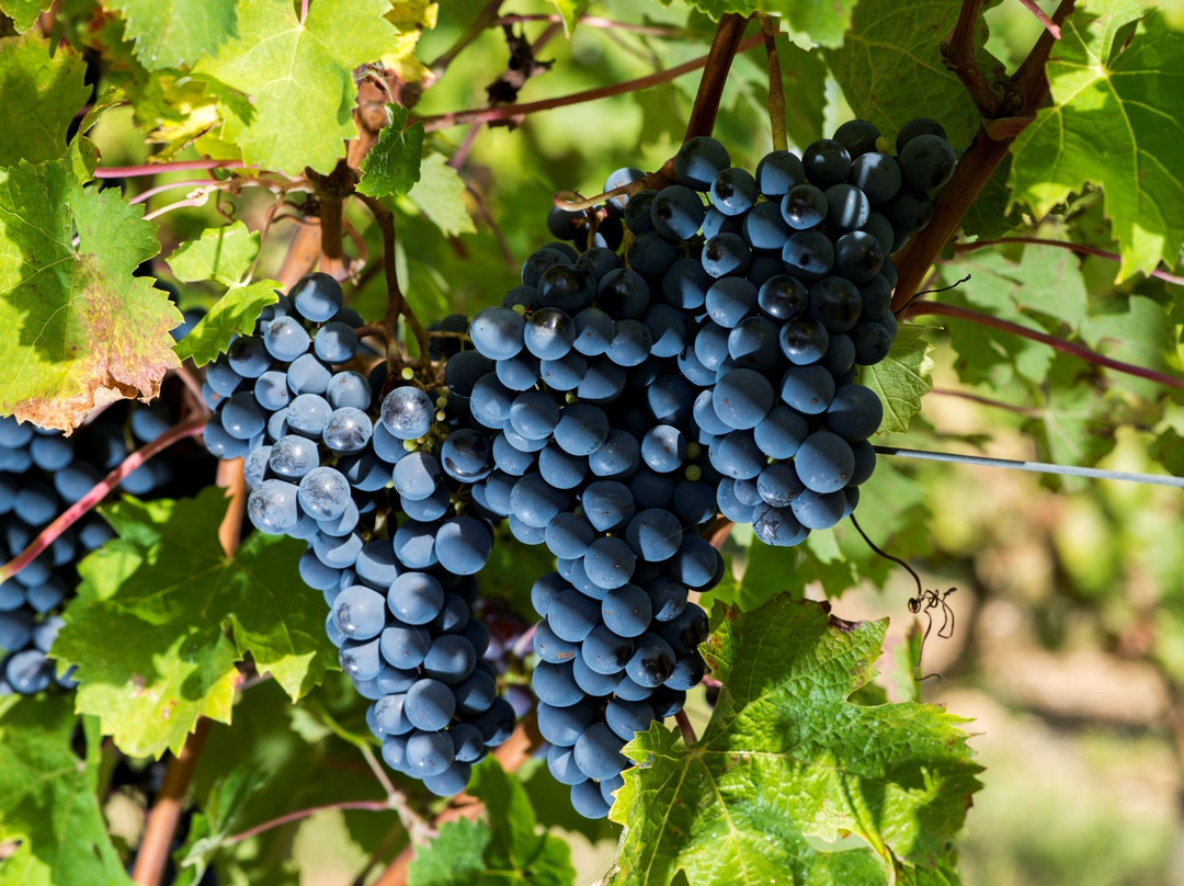 Domaine Des Deux Arcs-Martigne-Briand必去景点