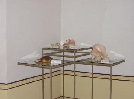 Guanuhaya Archaeology Museum景点图片