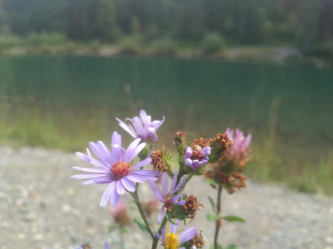 Mt. Lorette Ponds-Peter Lougheed Provincial Park必去景点