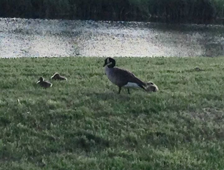 Beaverdam Park景点图片