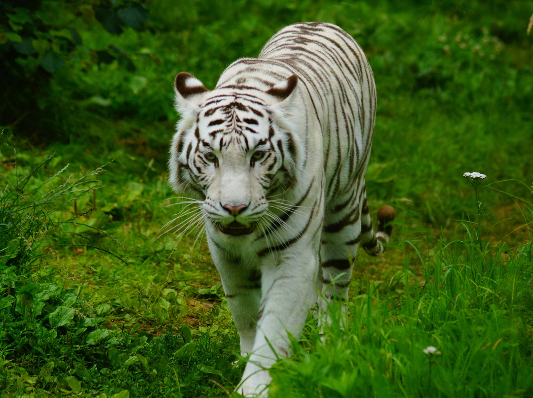 ZooParc de Trégomeur景点图片