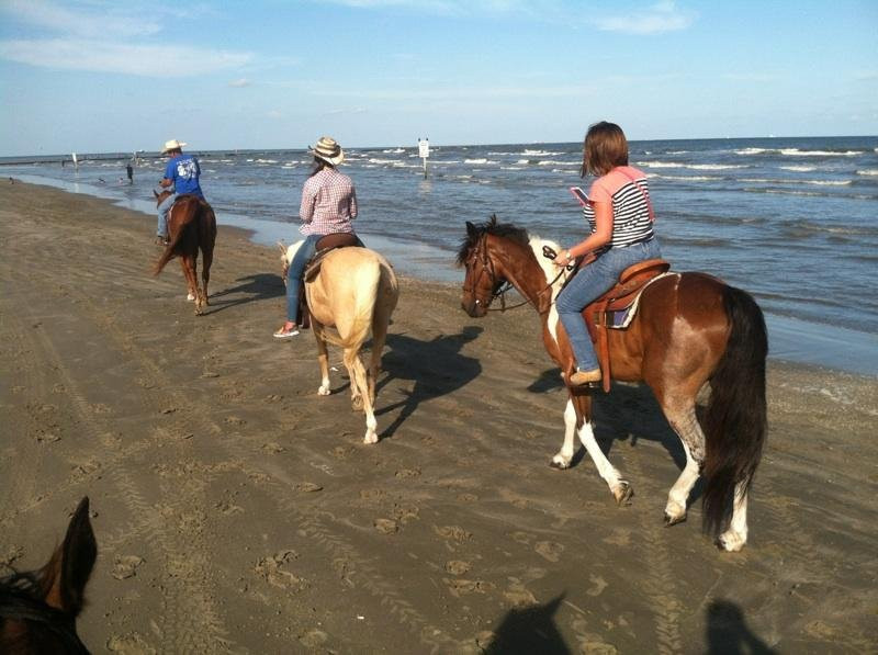 Galveston Island Horse & Pony Rides-加尔维斯顿岛必去景点