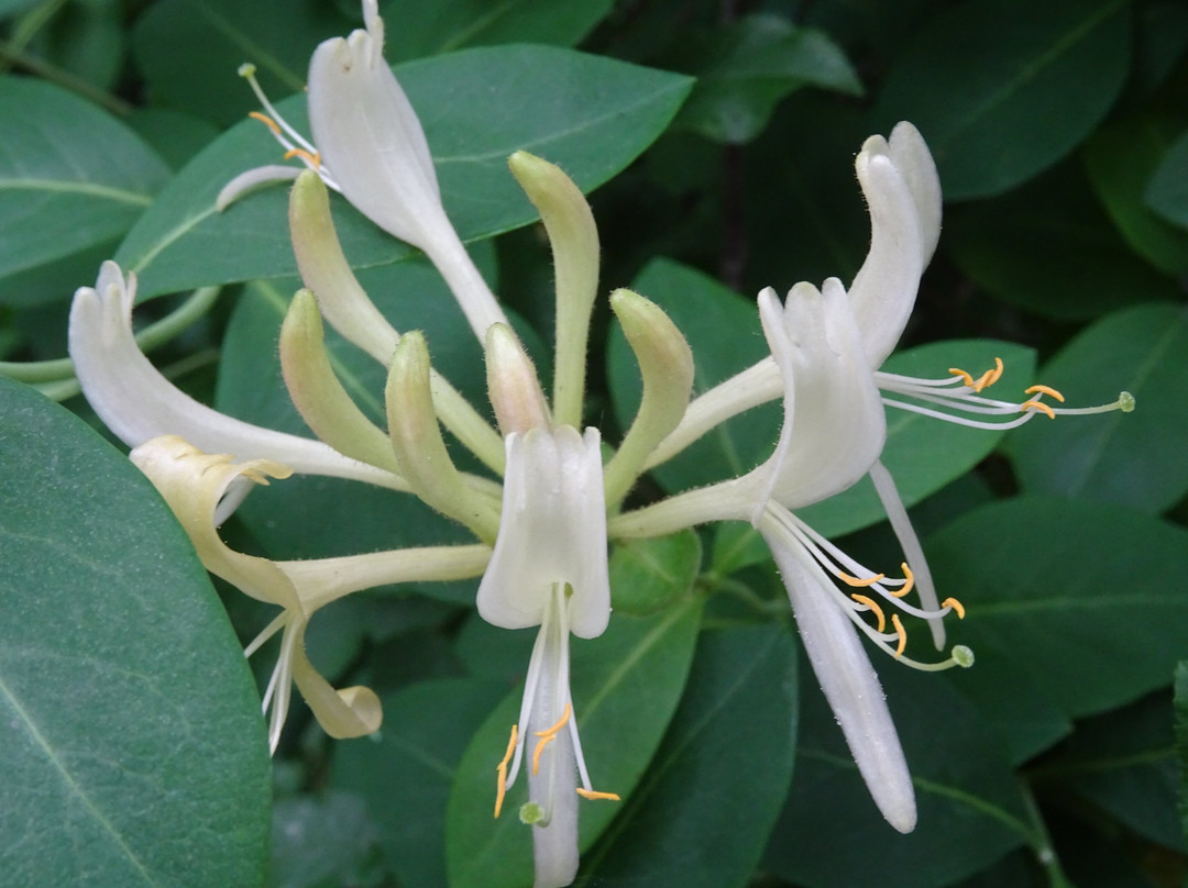 Arboretum Notoarestoen景点图片