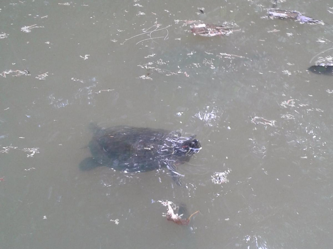 Parque Ecológico Thiago Rodrigues Ricardo