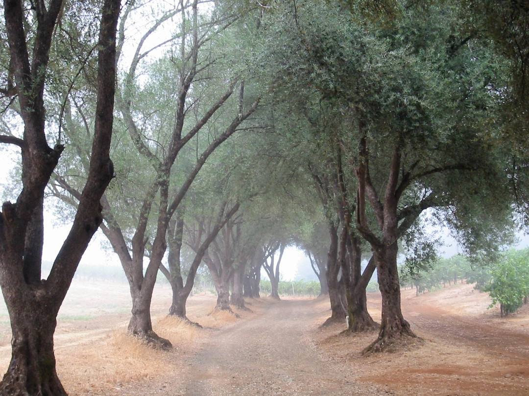 Smith-Madrone Vineyards景点图片