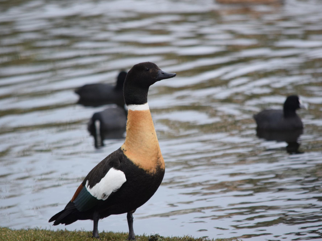 Eyre Park-奥尔巴尼必去景点