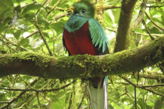 Monteverde Guided Tour-蒙特沃德必去景点