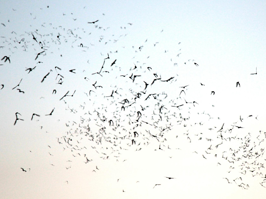 Mccarran Bridge-斯帕克斯必去景点