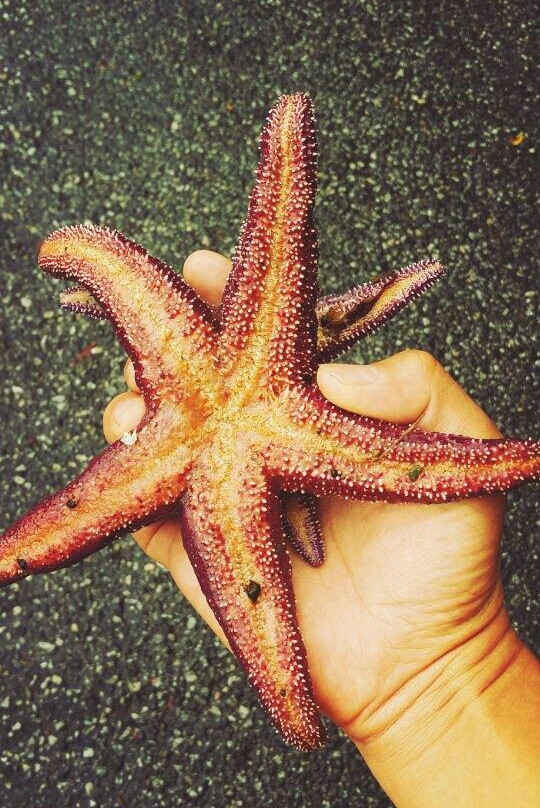 Mount Daniel-阳光海岸必去景点