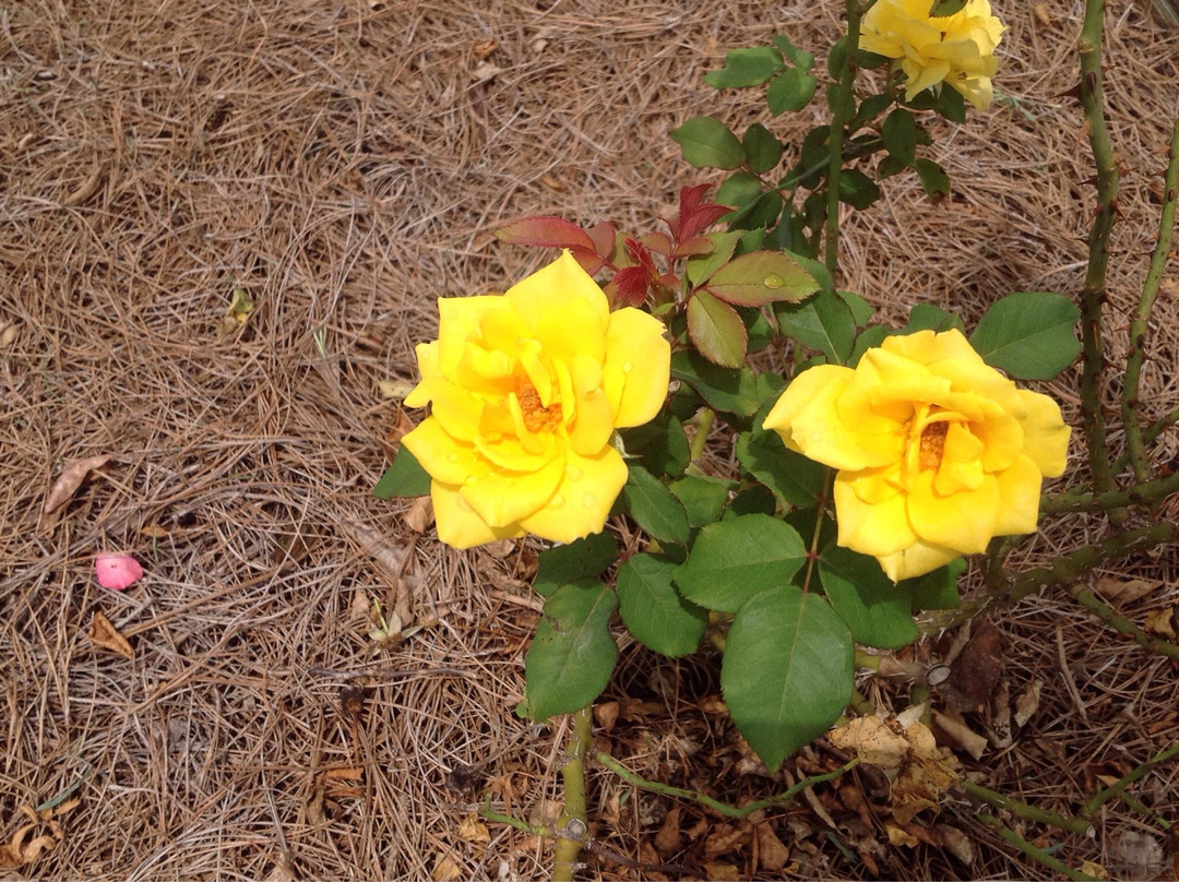 Thomasville Rose Garden景点图片
