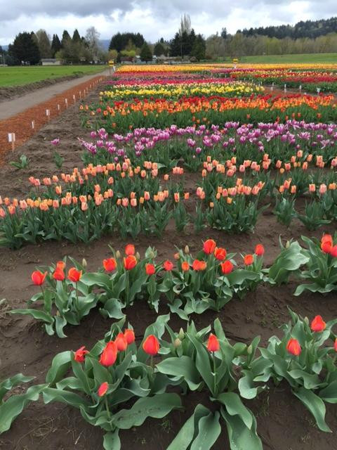 Holland America Bulb Farms景点图片