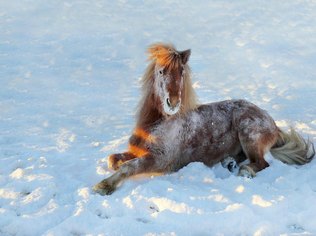 The Icelandic Horse Park Fákasel-Thorlakshofn必去景点