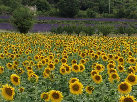 Alpilles Luberon Provence Transport-圣雷米必去景点