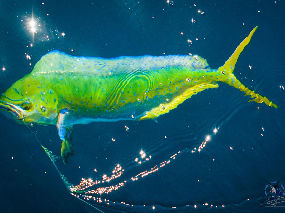 Swordfish Sportfishing景点图片