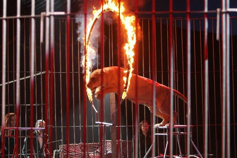 Circus Kobzov-基辅必去景点