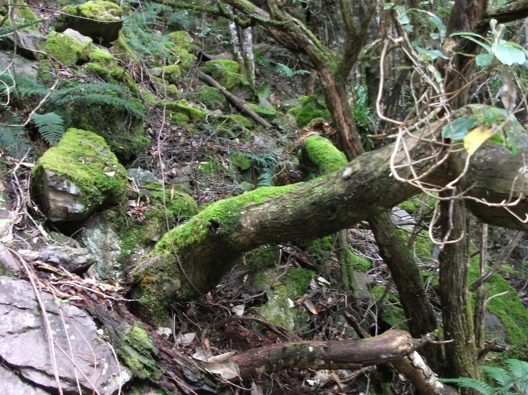 Leven Canyon-Ulverstone必去景点
