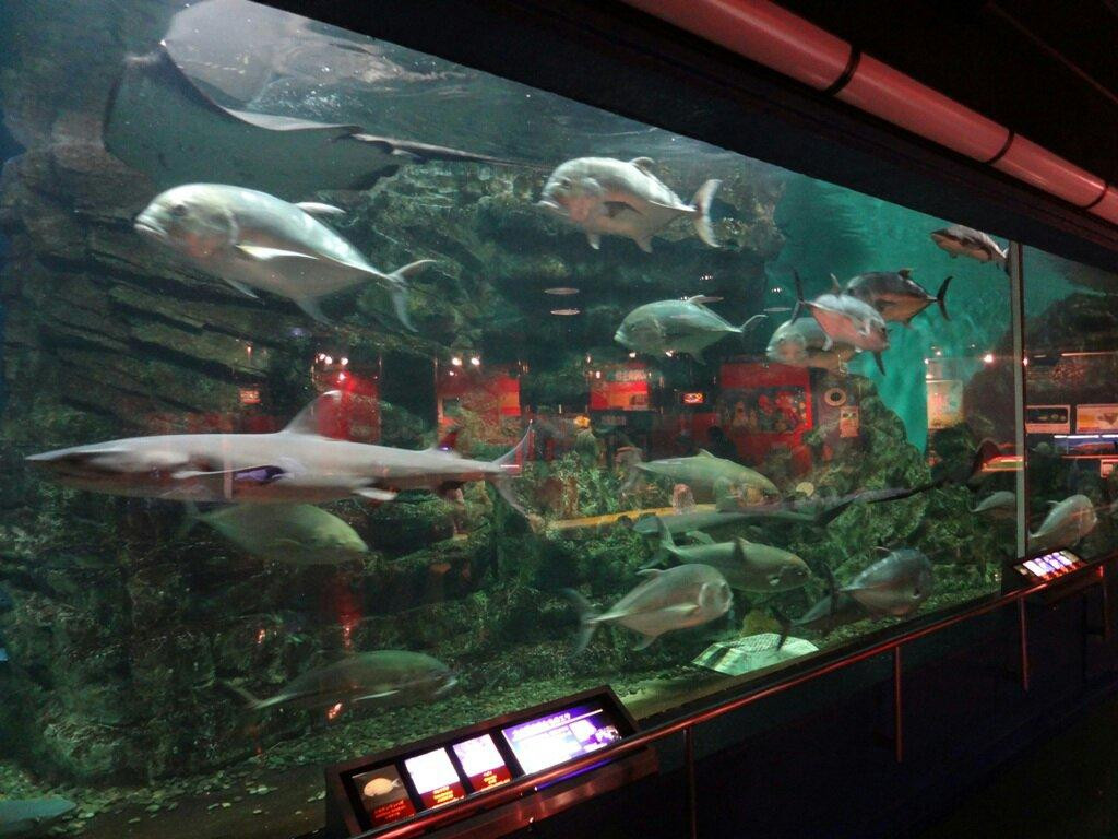 Hekinan Seaside Aquarium - Hekinan Youth Maritime Science Museum景点图片