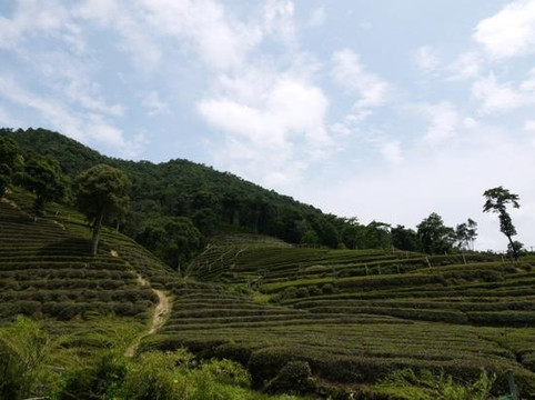 梅家坞-杭州市必去景点