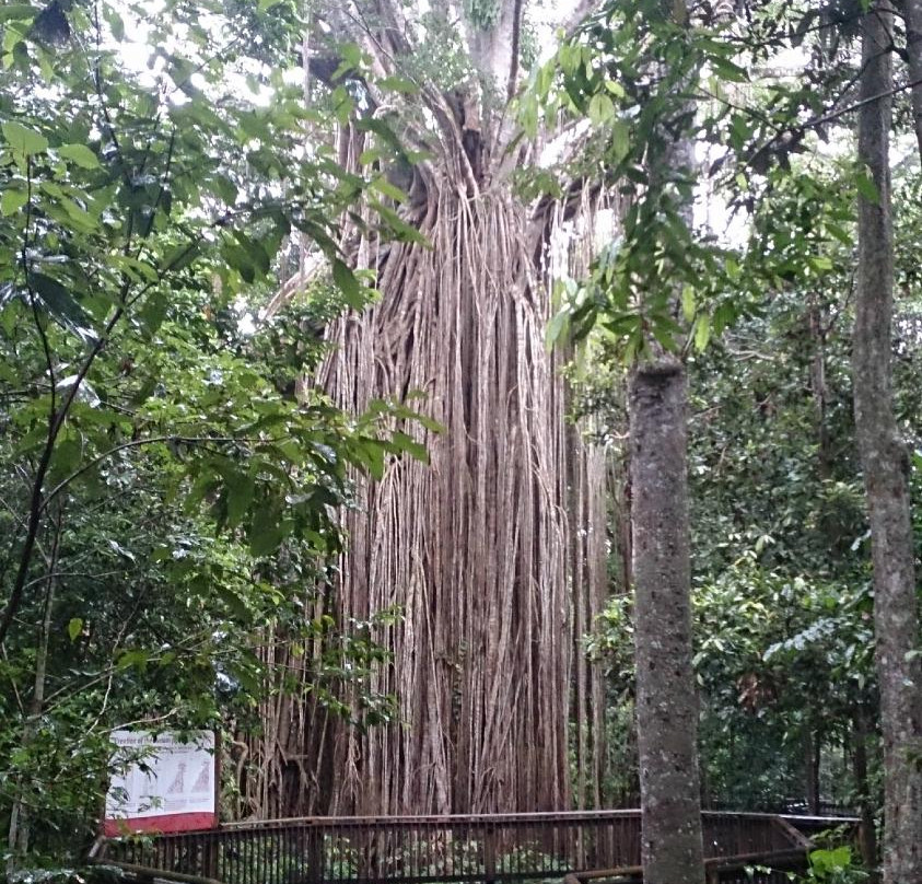 Food Trail Tours-凯恩斯必去景点