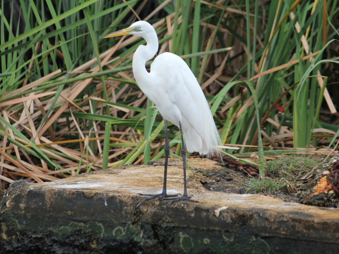 Black River-Black River必去景点