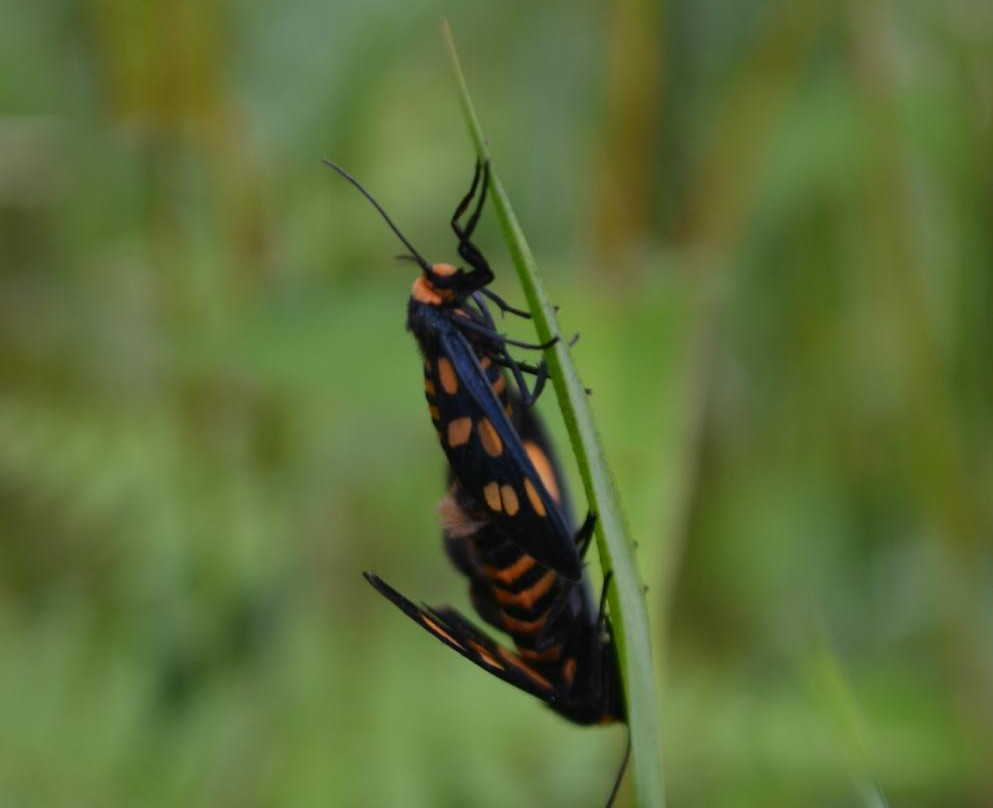Kooloonbung Creek Nature Park-麦克夸利港必去景点