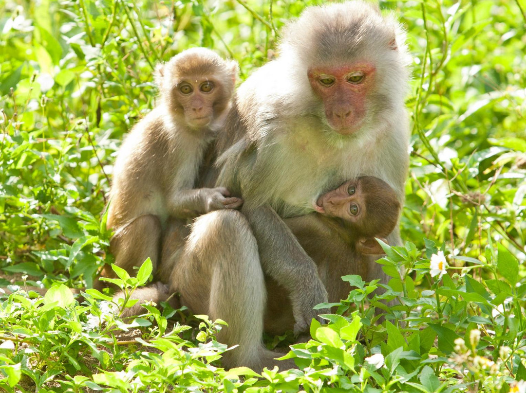 Monkey Island-卡巴必去景点