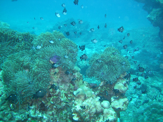 海蜜蜂潜水-查龙必去景点