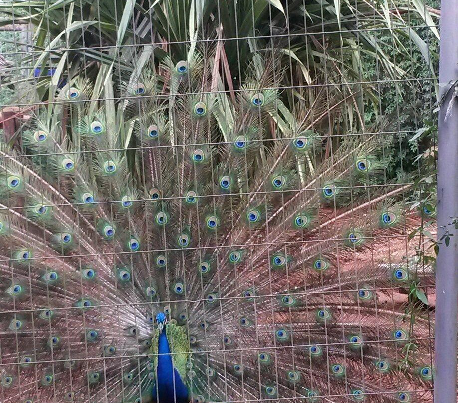 Botanical Gardens Municipal Paulinia Adelmo Piva Junior景点图片
