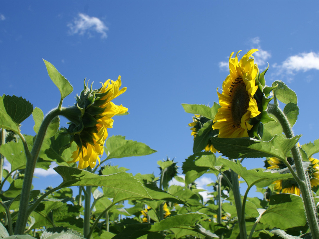 Dakeyne Farm-Falmouth必去景点