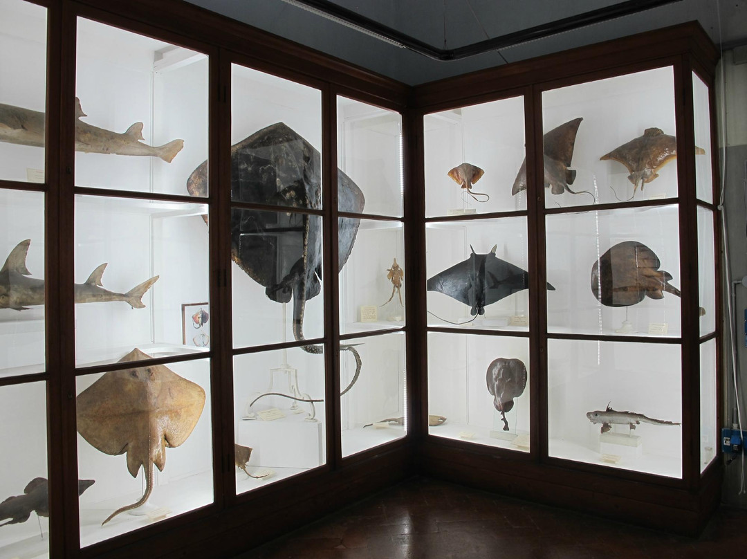 Museo di Storia Naturale - La Specola-佛罗伦萨必去景点