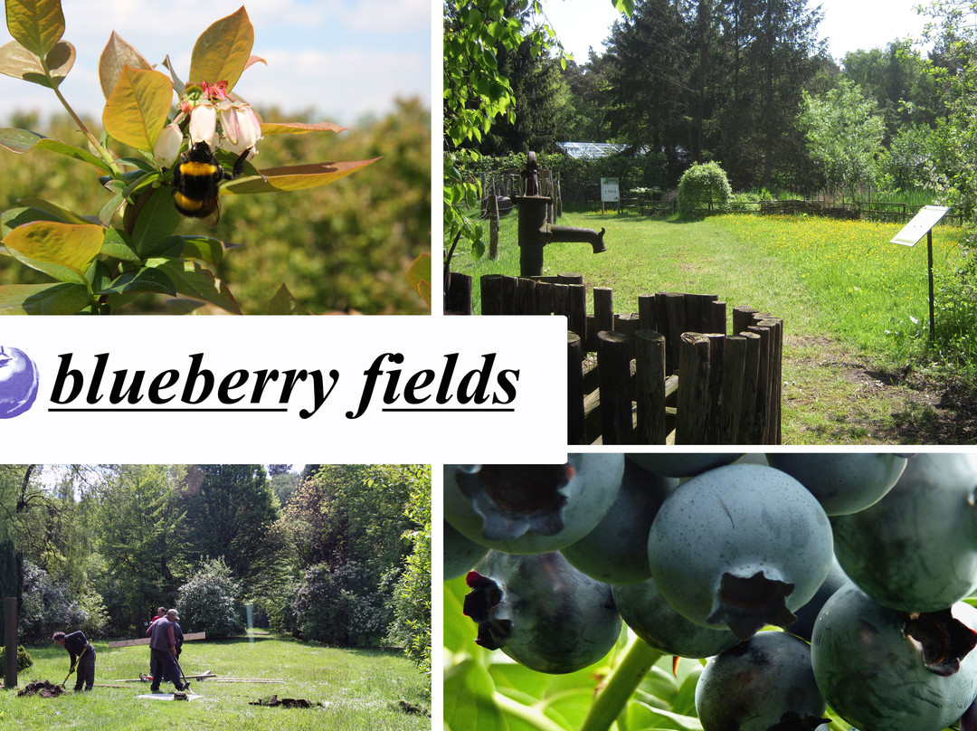 Blueberry Fields景点图片