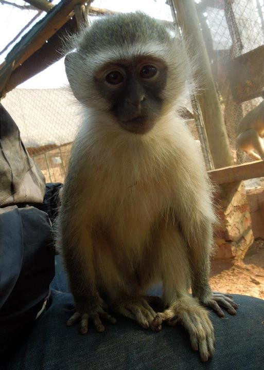 Bambelela Wildlife Care&Vervet Monkey Rehabilitation Farm-贝拉贝拉必去景点