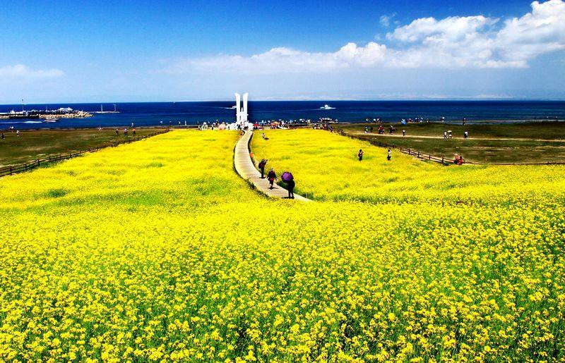 青海湖沙岛景点图片
