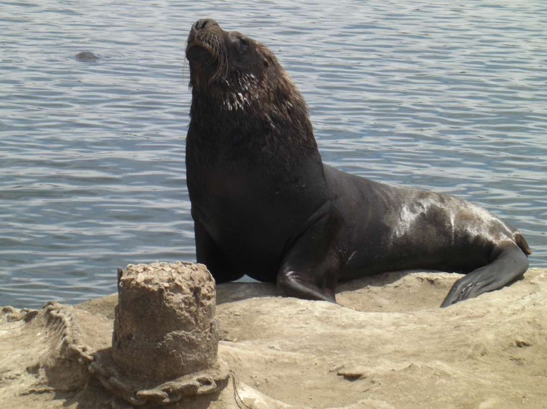 Reserva de Lobos Marinos-马德普拉塔必去景点