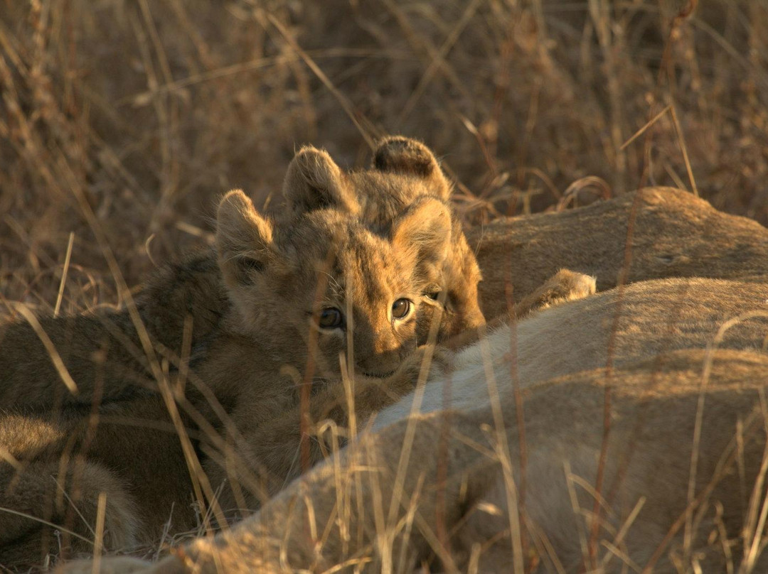null-Klaserie Private Game Reserve