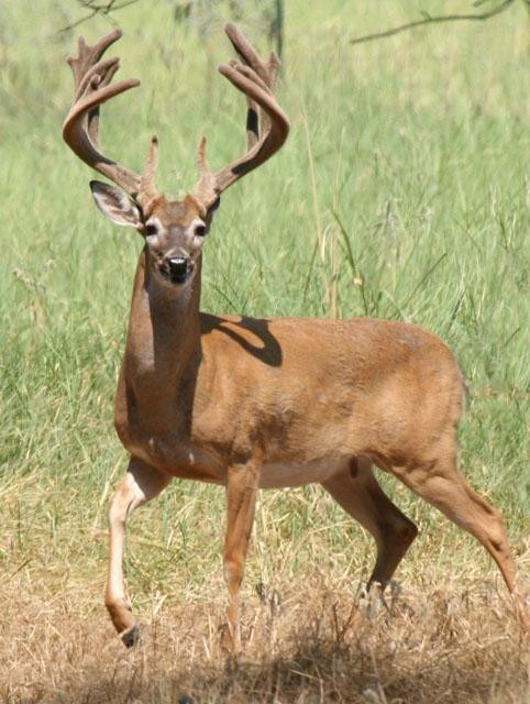 Caney Creek Lodge Bed and Breakfast主图