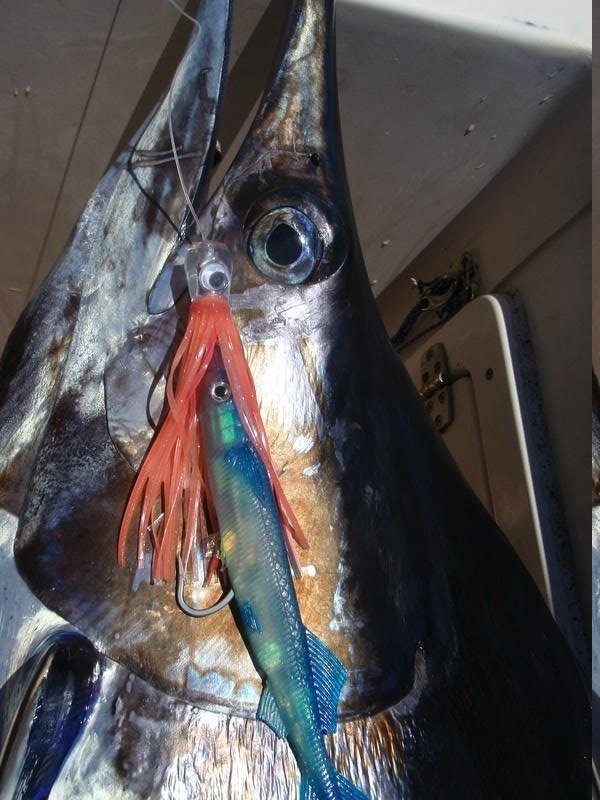 Sport Fishing Fiji-辛加东卡必去景点