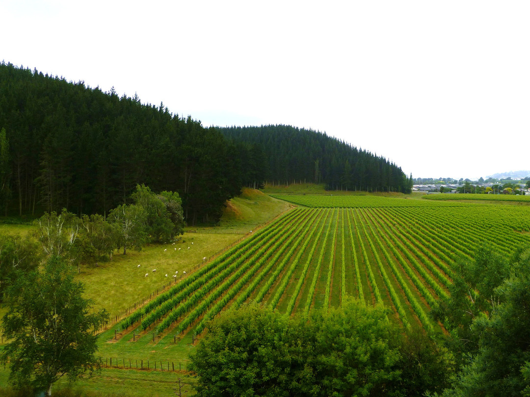 Mission Estate Winery-纳皮尔必去景点