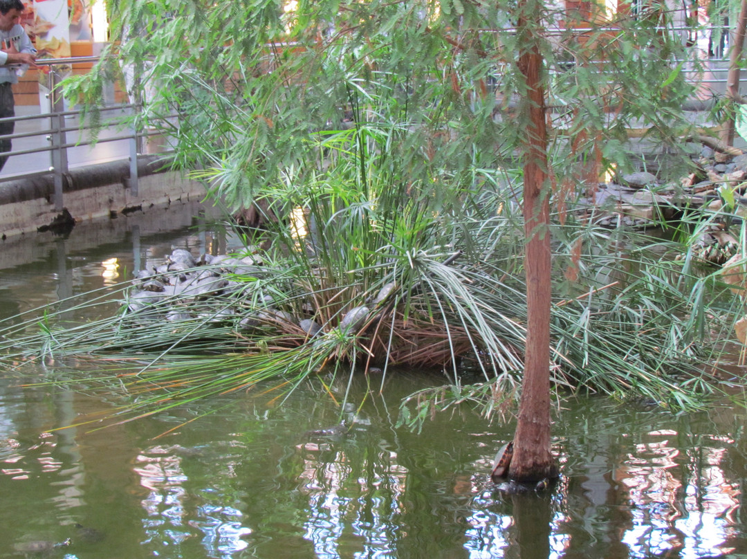 阿托查火车站-马德里必去景点