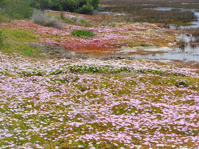 Gerickes Point-Sedgefield必去景点