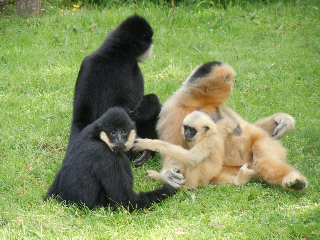Zoo de La Fleche-La Fleche必去景点