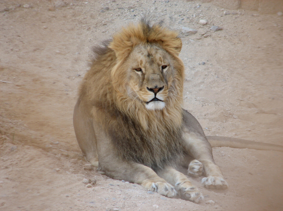 Al Ain Zoo 2017 2018 2019-艾因市必去景点