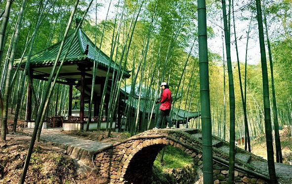 宜兴竹海景点图片