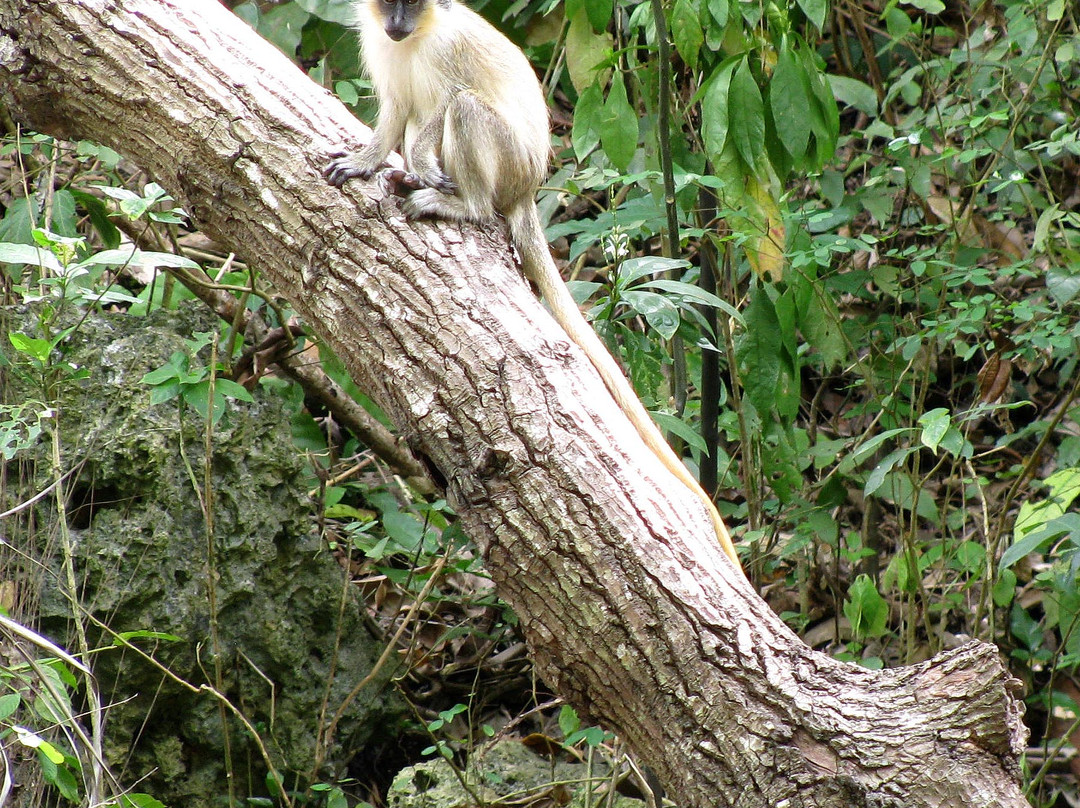 Welchman Hall Gully-Saint Thomas Parish必去景点