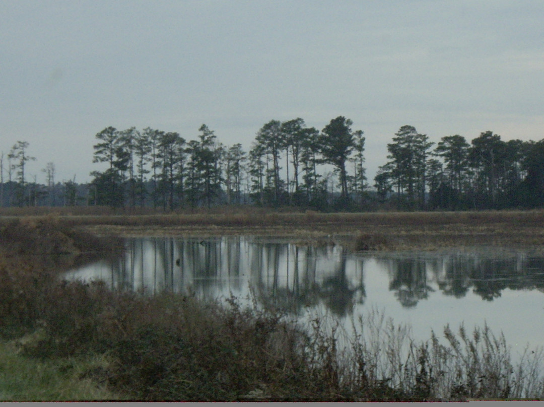Blackwater National Wildlife Refuge景点图片