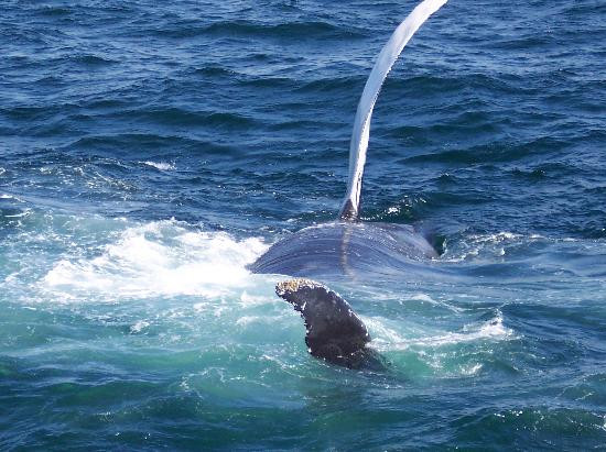 Hyannis Whale Watcher Cruises-Barnstable必去景点