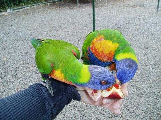 Ardastra Gardens & Wildlife Conservation Centre-拿骚必去景点